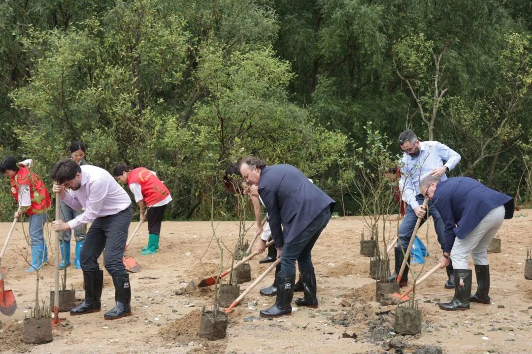 mangrove planting