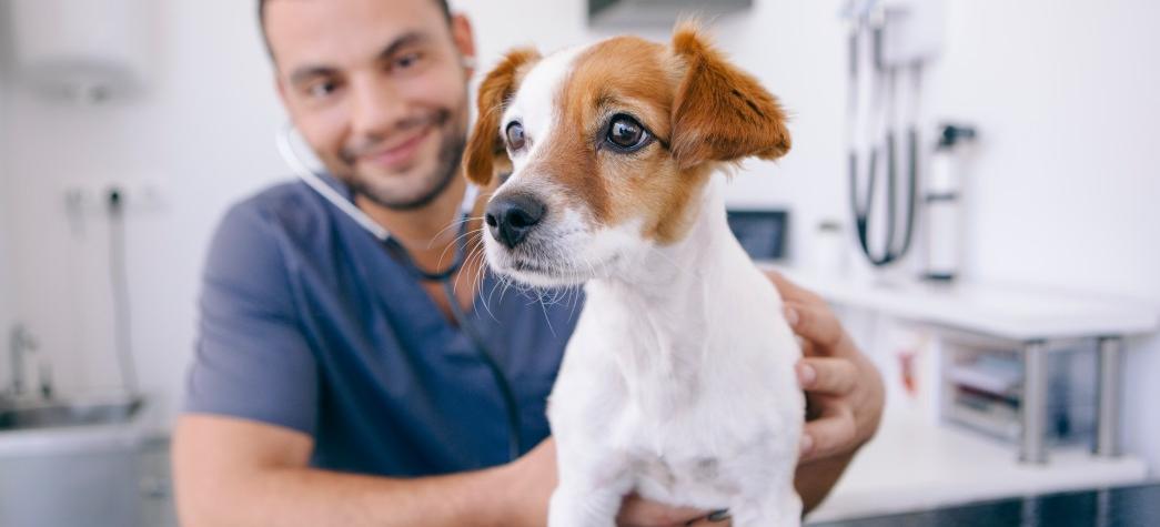  兽医–动物保健